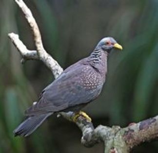 African olive pigeon