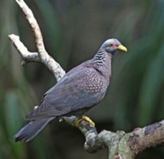 African olive pigeon - 1----Porumbei si turturici exotice----exotic doves and pigeons
