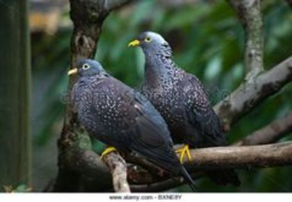 image - 1----Porumbei si turturici exotice----exotic doves and pigeons