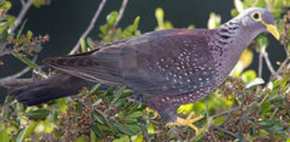 image - 1----Porumbei si turturici exotice----exotic doves and pigeons