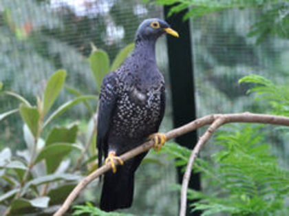 African olive pigeon - 1----Porumbei si turturici exotice----exotic doves and pigeons