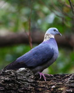 ashy wood pigeon - 1----Porumbei si turturici exotice----exotic doves and pigeons