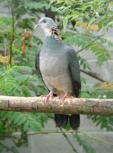ashy wood pigeon