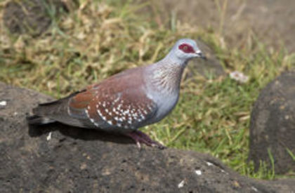 Columba Guineea