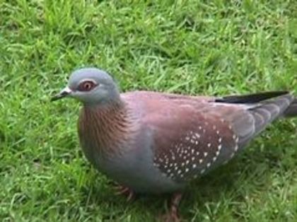 Porumbel de Guineea - 1----Porumbei si turturici exotice----exotic doves and pigeons