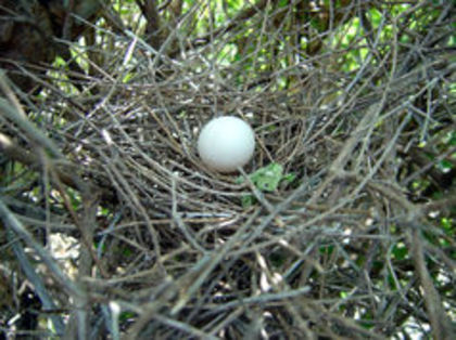 Columba leucocephala - 1----Porumbei si turturici exotice----exotic doves and pigeons