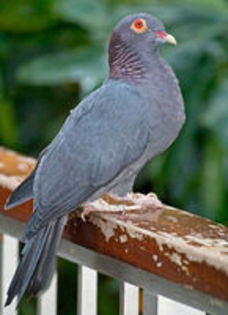 columba squamosa - 1----Porumbei si turturici exotice----exotic doves and pigeons