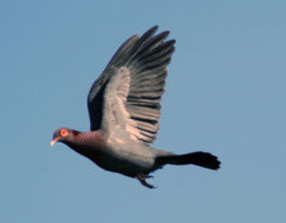 columba squamosa - 1----Porumbei si turturici exotice----exotic doves and pigeons