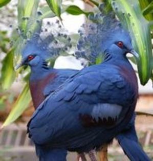 image - 1----Porumbei si turturici exotice----exotic doves and pigeons