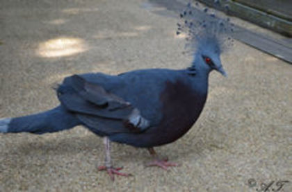 image - 1----Porumbei si turturici exotice----exotic doves and pigeons