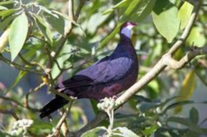 Metallic pigeon - 1----Porumbei si turturici exotice----exotic doves and pigeons