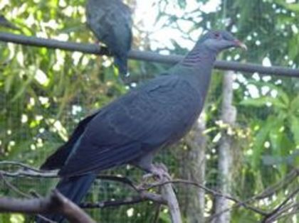 Metallic pigeon - 1----Porumbei si turturici exotice----exotic doves and pigeons