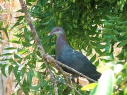 image - 1----Porumbei si turturici exotice----exotic doves and pigeons