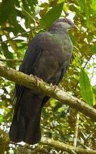 image - 1----Porumbei si turturici exotice----exotic doves and pigeons