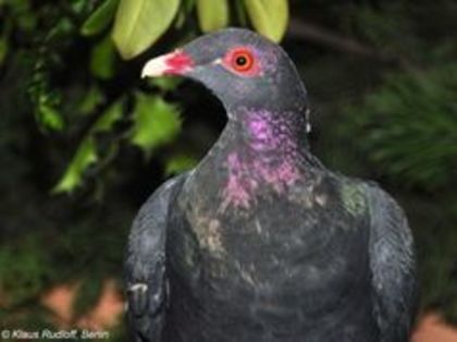 image - 1----Porumbei si turturici exotice----exotic doves and pigeons