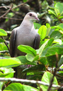 mountain imperial pigeon