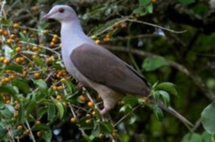 mountain imperial pigeon - 1----Porumbei si turturici exotice----exotic doves and pigeons