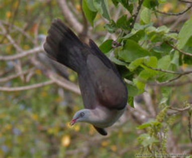 image - 1----Porumbei si turturici exotice----exotic doves and pigeons