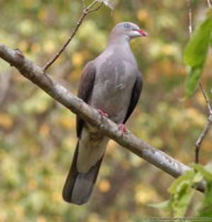 image - 1----Porumbei si turturici exotice----exotic doves and pigeons