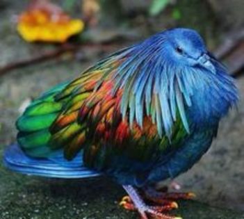 Nicobar pigeon---porumbel nicobar