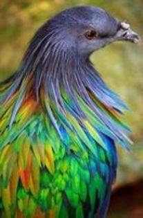 Nicobar pigeon---porumbel nicobar