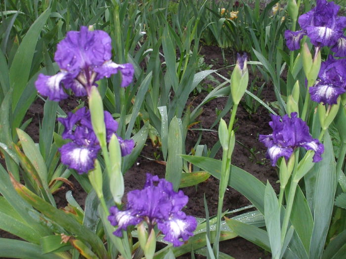 DSCF8169 - Gradina  cu irisi nr 2 in 2016