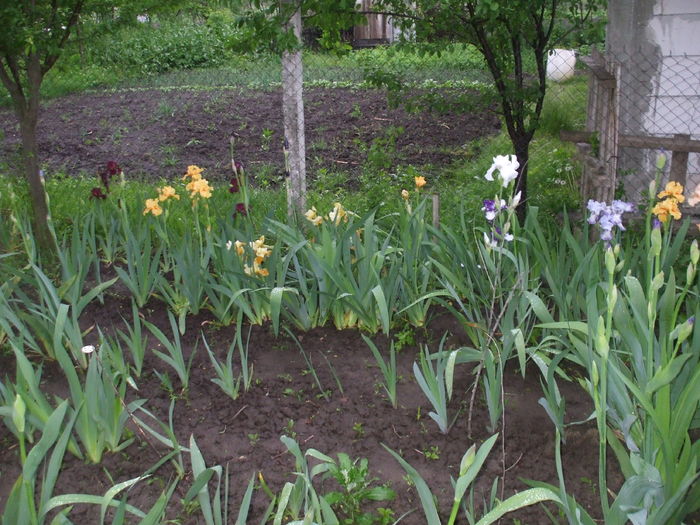 DSCF8170 - Gradina  cu irisi nr 2 in 2016