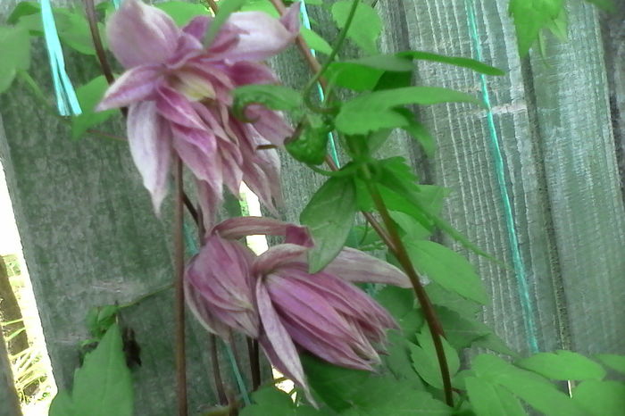 clematis purple dream - 5Clematite 2016