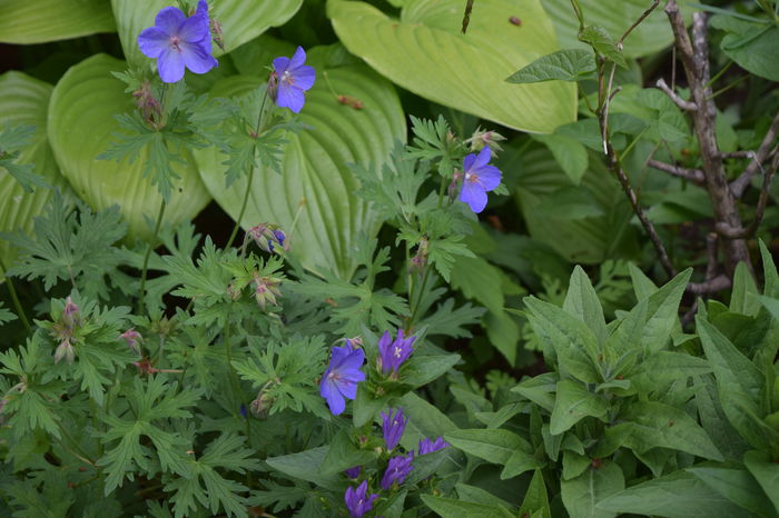 Geranium Lidl 2015 - Geranium