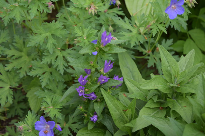 Campanula Glomerata