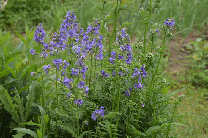 Polermonium Caeruleea - 2016 Plantele mele