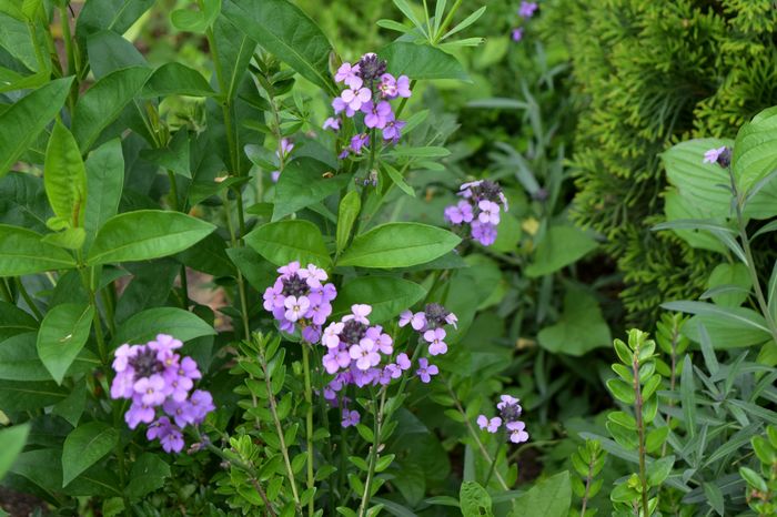 Erysimum Bawles Mauve - 2016 Plantele mele