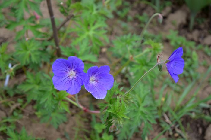 Geranium Eureka Blue-flori f. mari - Geranium