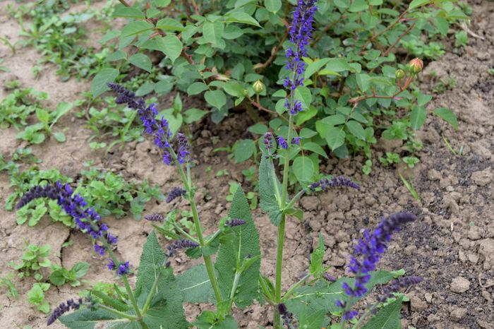 Salvia May Nacht