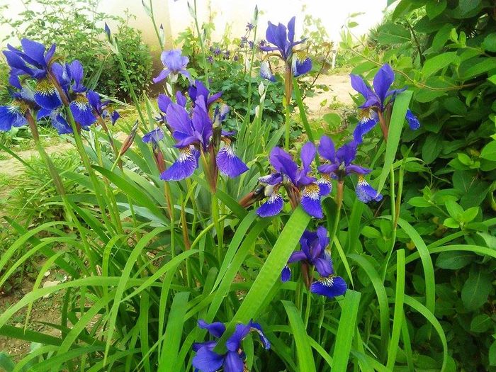 un buchet.  Iris sibirica - stanjenei