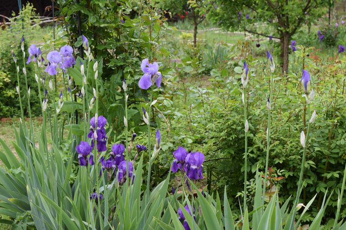 Irisi bastinasi - 2016 Idilic garden_Inceputuri