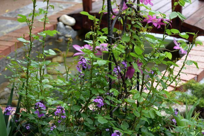 Dr Ruppel si Erysimum - 2016 Gradina rozelor_Apr