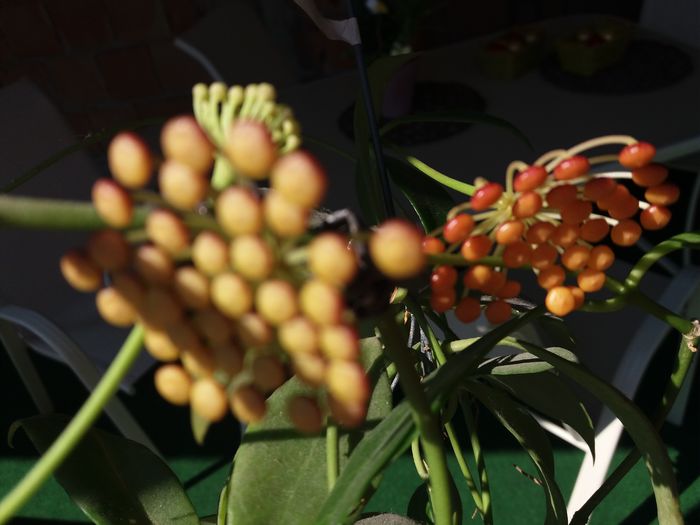 inca 3 flori - hoya infloriri