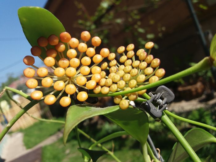 rosarioaie - hoya infloriri