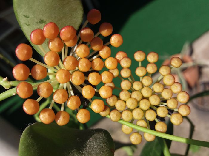 harnicuta - hoya infloriri