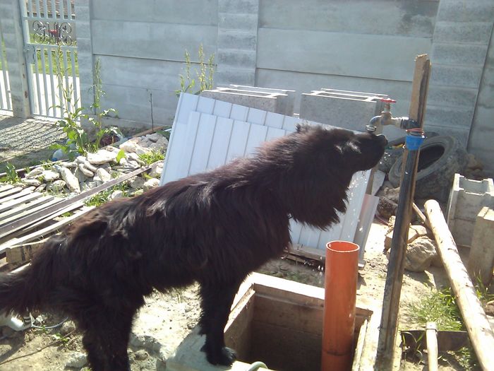 de paste 052; bea apa de la robinet
