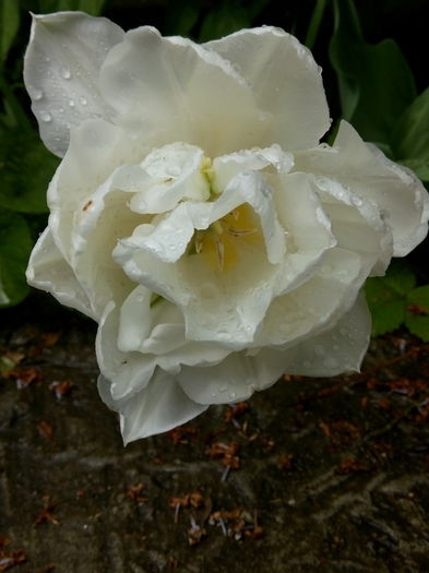 IMG_20160429_153034 - Flori 2016