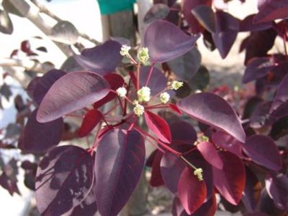 Euphorbia cotinifolia,caribbean copper plant - Whish list pentru viata urmatoare1