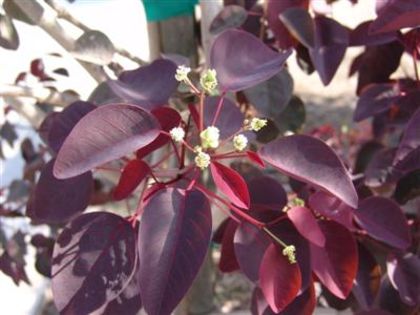 Euphorbia cotinifolia,caribbean copper plant