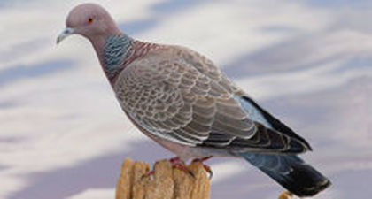 Patagioenas picazuro--- picazuro pigeon