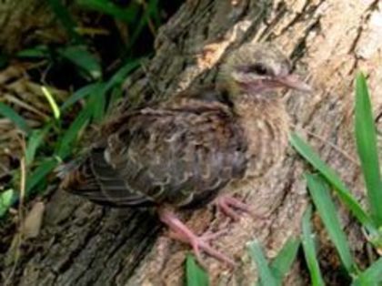 Patagioenas picazuro--- picazuro pigeon - 1----Porumbei si turturici exotice----exotic doves and pigeons