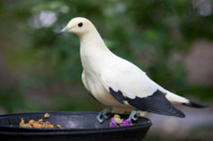 Pied imperial pigeon - 1----Porumbei si turturici exotice----exotic doves and pigeons