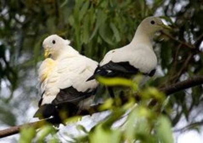 Pied imperial pigeon
