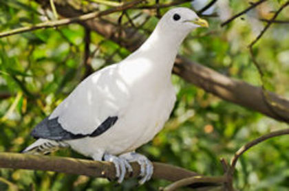 Pied imperial pigeon