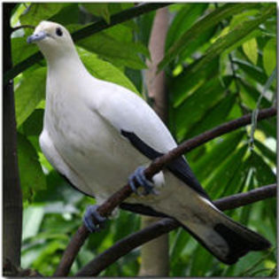 Pied imperial pigeon